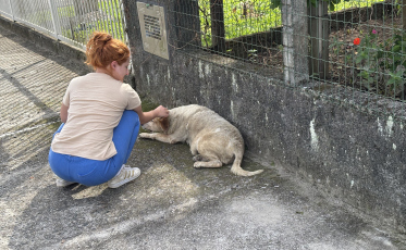 Nubea Móvel: Prefeitura de Criciúma leva atendimento veterinário a cães de rua