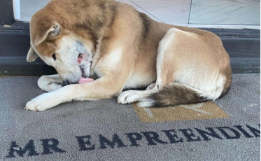 Cão vítima de maus-tratos é resgatado em Passo de Torres