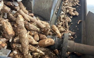 Festa da Cultura de Sangão destaca a mandioca como símbolo de tradição e desenvolvimento regional