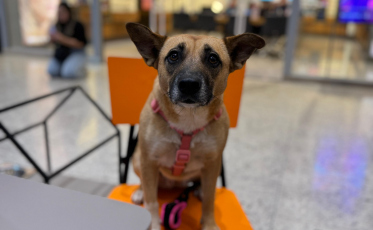 Encontro de Caramelos acontece neste final de semana