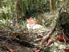 Encontrados destroços do avião da FAB que desapareceu em SC