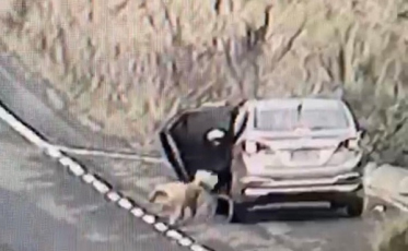 Proprietária de carro utilizado para abandono de animal é conduzida à delegacia