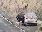 Conforme prefeitura de Içara carro usado para abandonar animal é de uma servidora (VÍDEO) 
