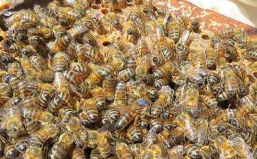 Tecnologia da Epagri pode aumentar produção de mel em até 200%