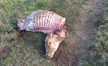 Polícia apura abigeato na região Sul