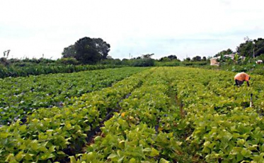 Agricultura estuda mudar financiamento do agronegócio e seguro rural