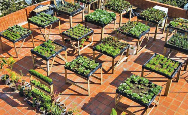 Agricultura urbana ganha apoio do Governo do Estado