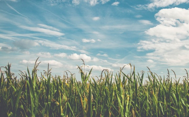Agricultura de Criciúma sofre com a estiagem