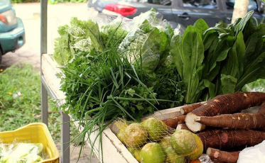 Produtos da agricultura familiar ganham espaço no centro de Criciúma