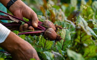 Lançado o programa de apoio aos agricultores em vulnerabilidade social