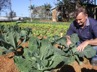 Agricultor José Barzan, da Cooperativa Nosso Fruto / Foto: Daniel Búrigo / A Tribuna