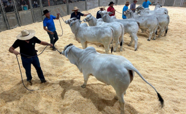 Feira AgroPonte 2025 traz novidades e fortalece agricultura familiar