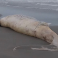 Baleia-jubarte é encontrada morta em praia de São Francisco do Sul