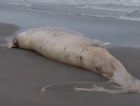 Baleia-jubarte é encontrada morta em praia de São Francisco do Sul