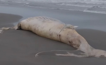 Baleia-jubarte é encontrada morta em praia de São Francisco do Sul