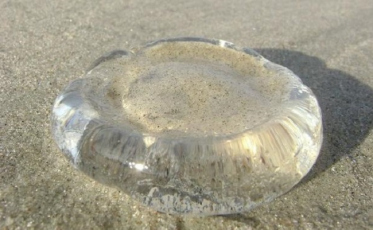 Temporada com mais de 20 mil casos de águas-vivas em Santa Catarina