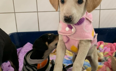 Famcri reforça campanha ‘Adote um amiguinho’