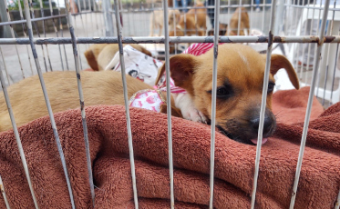 Feira de Adoção Animal será semanal em Urussanga