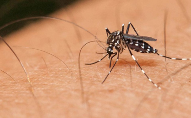 Aumentam os casos de dengue e chikungunya em SC