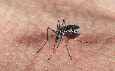 Dia Estadual de Mobilização contra o Aedes aegypti alerta para o combate ao mosquito