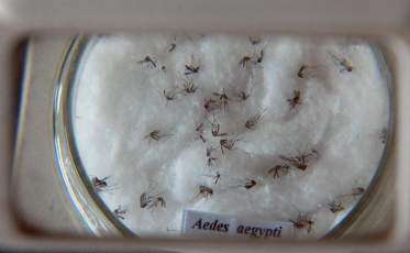 Ministro da Saúde manifesta preocupação com a dengue no verão