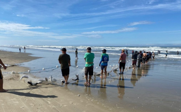 Redes cheias: pesca rende até 10 toneladas de tainha no litoral de Jaguaruna