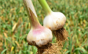 Epagri/Cepa vê saldo positivo na safra de verão