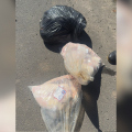 Dono de mercado é investigado por descarte irregular de alimentos em Criciúma