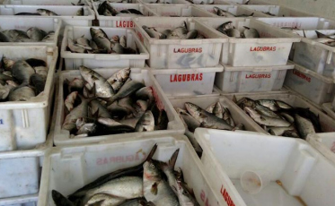 Prefeitura de Criciúma irá distribuir peixes no sábado