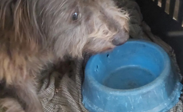 Protetores de animais pedem auxílio para comprar ração