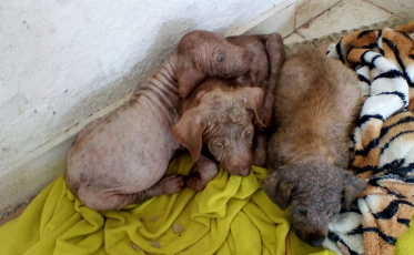 Abandono de animais continua comum no Rincão