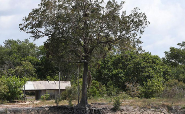 Um milhão de espécies estão ameaçadas de extinção, mostra ONU