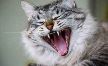 Dia Mundial Contra a Raiva alerta sobre a importância da vacinação dos animais de estimação