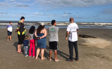 Falta de estrutura prejudica atendimento e resgate de animais no Sul