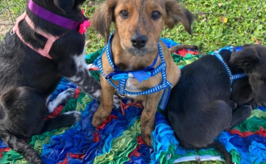 Mais uma oportunidade para adoção de cães e gatos 