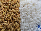 As novas oportunidades para o mercado do arroz
