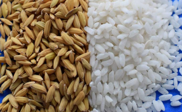 As novas oportunidades para o mercado do arroz