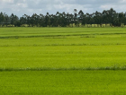 Sul do Estado tem uma das maiores produtividades de arroz do mundo