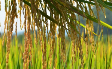 Arroz catarinense tem preço, produtividade e exportações em alta