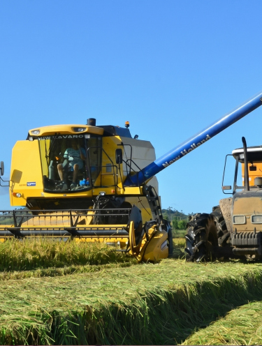 SC fecha acordo internacional para exportar 100 mil toneladas de arroz após crise