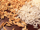 Exportações de arroz beneficiam produtores do Sul de SC