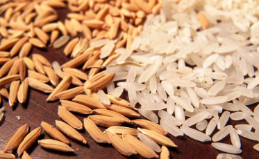 Exportações de arroz beneficiam produtores do Sul de SC