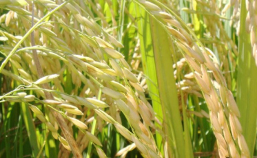 Frente fria traz alerta para a perda de produtividade no arroz