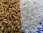Arroz Pérola será comercializado em até dois anos (ÁUDIO)