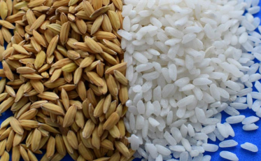 Arroz Pérola será comercializado em até dois anos (ÁUDIO)