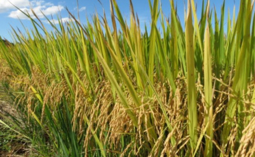Epagri lança novo cultivar de arroz nesta sexta-feira