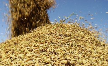 O arroz nosso e caro de cada dia (VÍDEO)