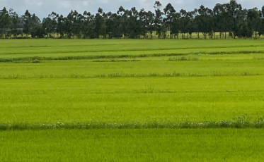“Preparem-se que o preço do arroz vai voltar a subir”