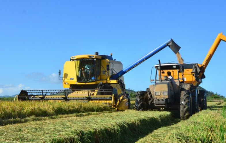 Estoque cheio: crise no arroz leva produtores catarinenses a mirar o mercado do México
