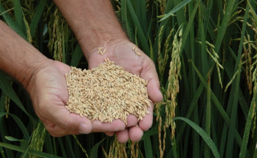 Calote de empresas da Venezuela e Cuba provoca rombo de R$ 20 milhões a arrozeiros de SC